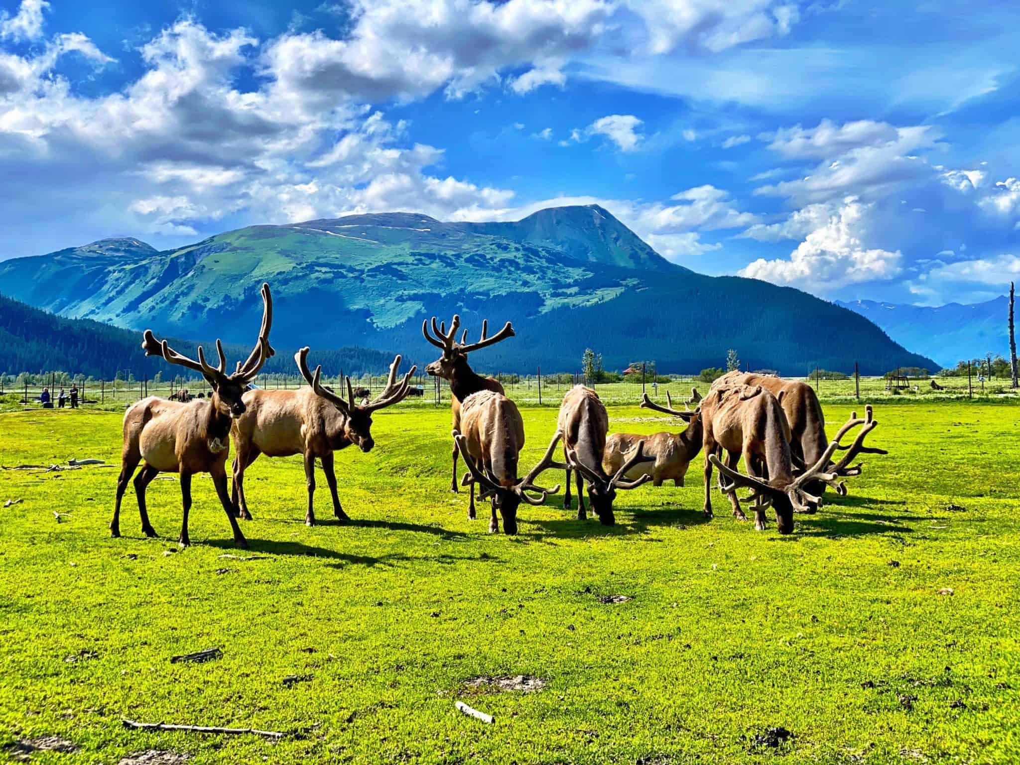 Центр охраны дикой природы Аляски, летний тур