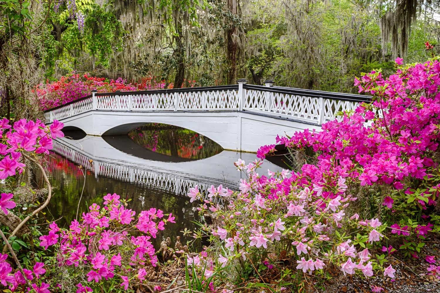 magnolia-plantejshen-end-gardens