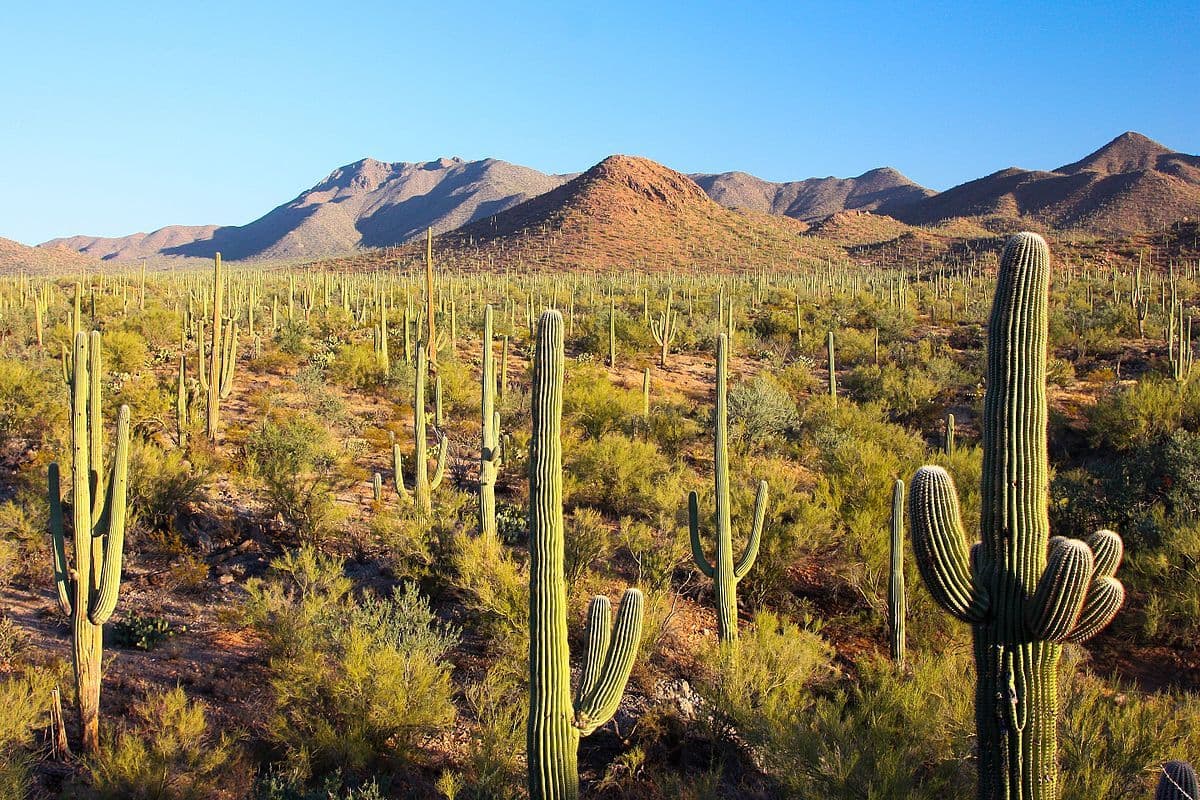 pustynya-sonora-sonoran-desert