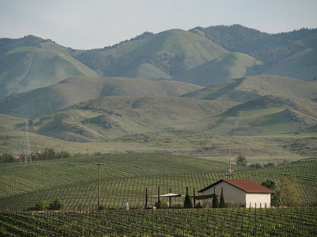 vinogradniki-chamisal
