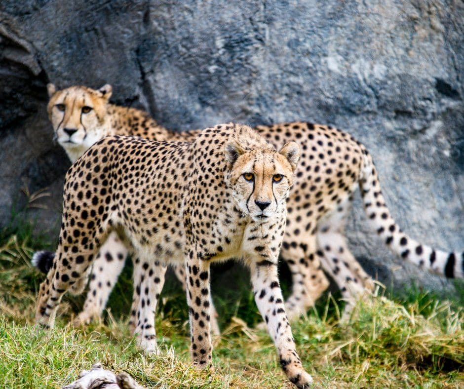 zoopark-fresno-chaffi